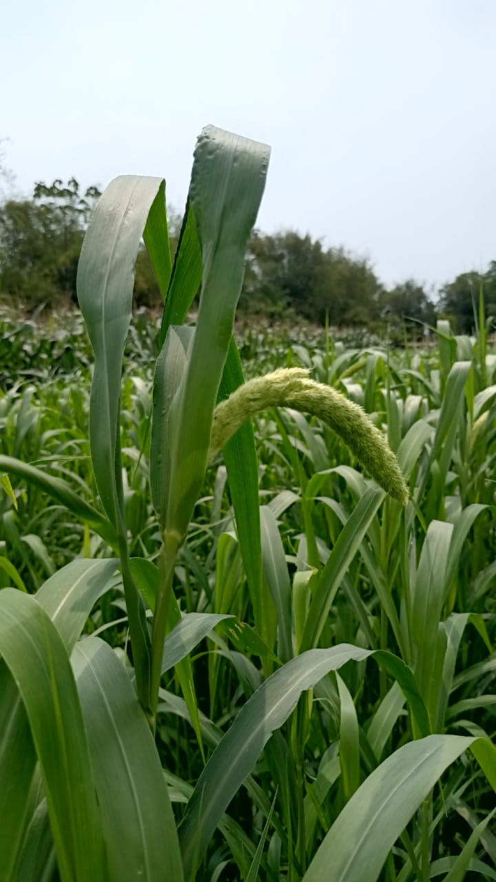 Farmer in field