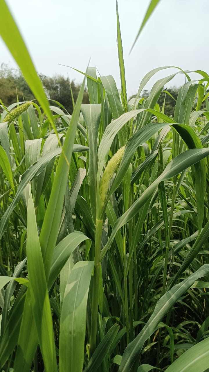 Farmer in field